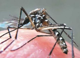 Carapicuíba lidera número de casos de dengue na região