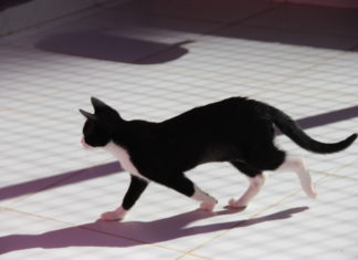Em agosto Sema abrirá campanha para castrações de animais