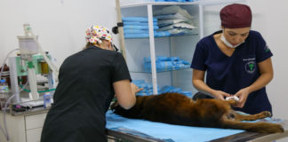 Para o prefeito Rogério Lins, essas mudanças são necessárias, pois além de ajudar no diagnóstico do paciente veterinário, também auxiliará o médico veterinário em seu trabalho.