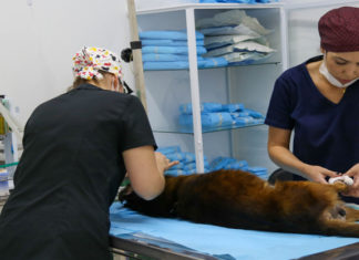 Hospital Veterinário Público terá internação 24h Para o prefeito Rogério Lins, essas mudanças são necessárias, pois além de ajudar no diagnóstico do paciente veterinário, também auxiliará o médico veterinário em seu trabalho.