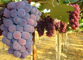 Saiba como a ciência possibilita o cultivo de frutas natalinas durante todo o ano em SP