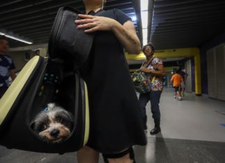 Saiba como transportar seu bicho de estimação nos trens da CPTM