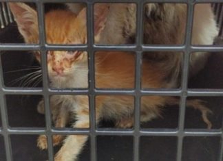 Homem é preso por maus-tratos a animais em Carapicuíba