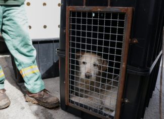 Após denúncia por abandono, 22 cães são resgatados no Santa Tereza