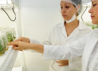 Mais de 50% dos cargos de pesquisa na Agricultura são de mulheres