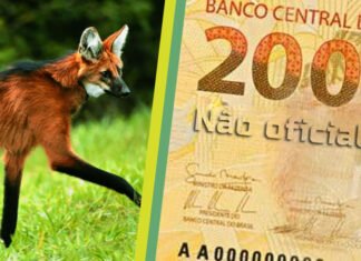 Banco Central lançará cédula de R$ 200 com imagem de lobo-guará