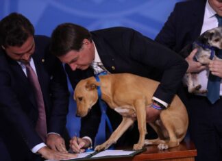 Bolsonaro aprova lei que aumenta pena a maus-tratos a cães e gatos
