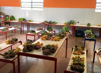 Projeto na capital distribui cestas com produtos orgânicos a moradores de comunidades