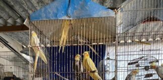 Homem é preso em Osasco e resgata mais de 40 animais maltratados
