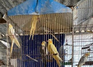 Homem é preso em Osasco por maltratar mais de 40 animais Homem é preso em Osasco e resgata mais de 40 animais maltratados
