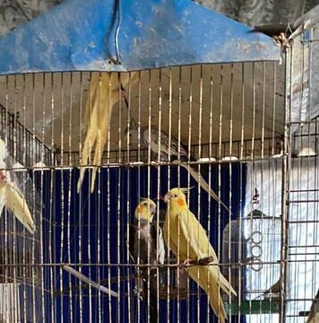 Homem é preso em Osasco por maltratar mais de 40 animais Homem é preso em Osasco e resgata mais de 40 animais maltratados