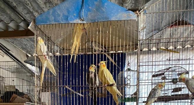 Homem é preso em Osasco e resgata mais de 40 animais maltratados
