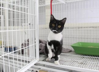 Agendamento para castração gratuita de cães e gatos abre quarta, dia 27 em Barueri