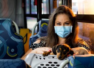 Itapevi aprova transporte de animais de estimação em ônibus