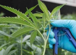 Câmara: Plantio de maconha para fins medicinais tem parecer favorável