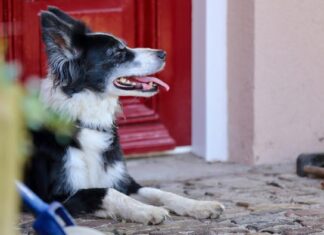PL obriga pet shops e clínicas a denunciarem maus-tratos a animais em Santana de Parnaíba