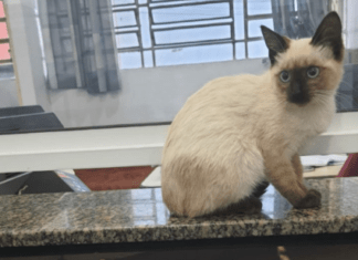 Ativistas resgatam gatinho abandonado por uma mulher no Ariston e fazem Boletim de Ocorrência
