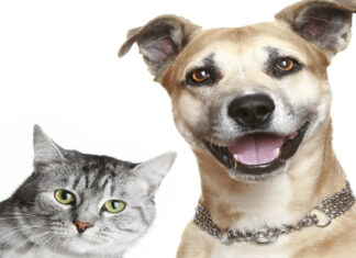Campanha de castrações de cães e gatos é aberta em Osasco