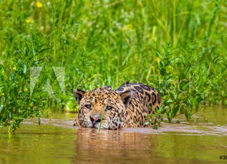 As queimadas de 2020 no Pantanal: o que fazer para amenizar as consequências?