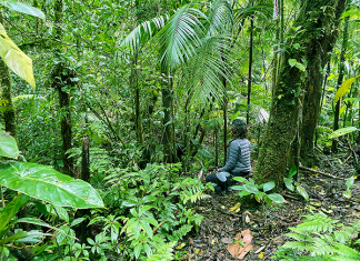 Floresta Terapia gratuita para profissionais de Saúde Pública de São Paulo que trabalham diretamente no enfrentamento da COVID-19