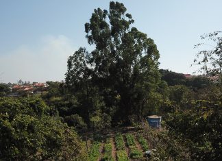 Hortas urbanas integram novo plano de segurança alimentar em Campinas