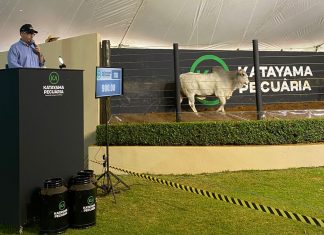 Leilão virtual de genética bovina do Brasil tem recorde de faturamento