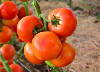 Bayer traz novo conceito em hortifrúti com lançamento de plataforma da marca “Vegetables by Bayer”