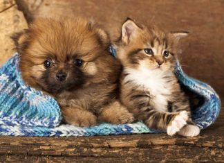 Mudança na Lei de Crimes Ambientais é um avanço na defesa dos animais