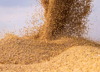 Valor Bruto da Produção Agropecuária pode superar um trilhão em 2021