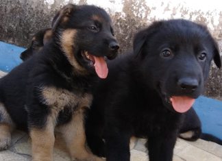 Dieta adequada garante a qualidade de vida dos pets