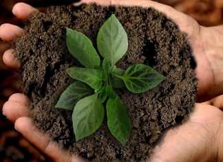 Medidas que empresas e pessoas podem tomar para neutralizar carbono