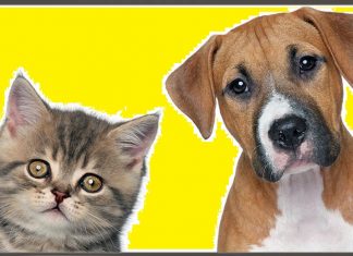 Dia Nacional de Adotar um Animal será comemorado no dia 4 de outubro