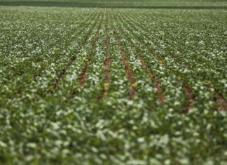 Mapa divulga projetos aprovados no Programa AgroResidência 2021