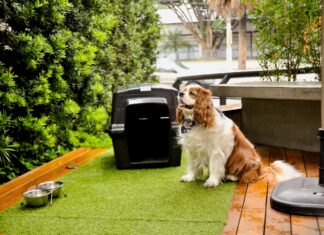 Hotelaria prepara atrativos para alta do turismo com pets