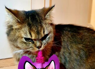 Isotônicos para cães e gatos vencem prêmios mundiais de inovação