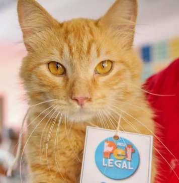Prefeitura realizou 500 castrações de cães e gatos em Carapicuíba