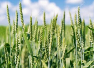 Nova descoberta sobre o trigo pode impactar a segurança alimentar global