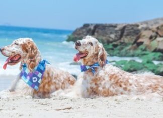 Pets necessitam de cuidados especiais durante o verão