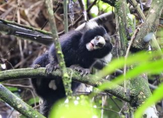 Primata em ameaça é registrado no Parque das Neblinas