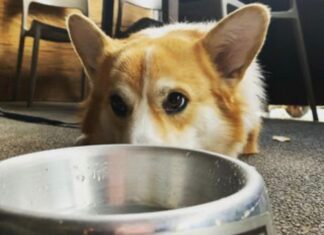 Com mudança de hábitos, hotéis e restaurantes adotam “Pet Family”
