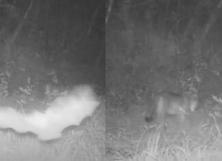 Parque das Neblinas registra novos flagras do bioma local com interações curiosas