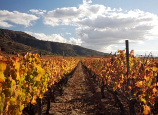 Mercado de vinhos no país registra alta no primeiro quadrimestre do ano