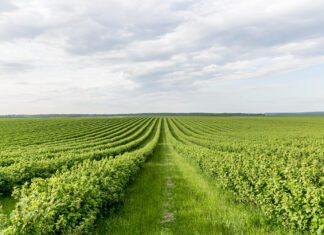 Pacote de Genebra traça diretrizes para segurança alimentar