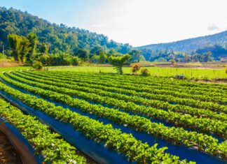 Potássio: fertilizante é essencial para o agronegócio, diz empresário