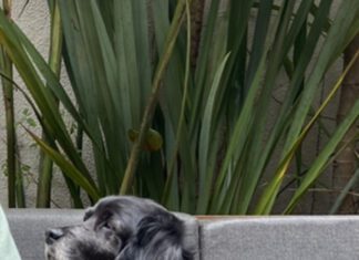 Empresa promove ação com cachorro abandonado no Dia Mundial do Cão