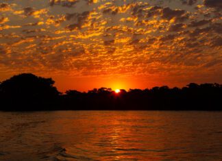 Empresa paulistana promove safári fotográfico no Pantanal
