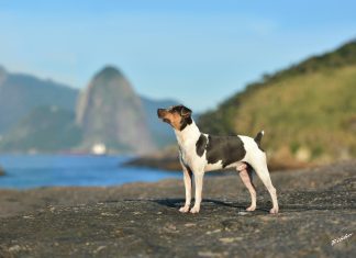 São Paulo recebe evento World Dog Show 2022 em dezembro