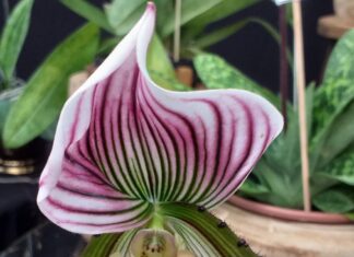 São Paulo terá oficinas gratuitas para cultivadores de orquídeas