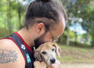 Como as doenças neurodegenerativas afetam os animais?