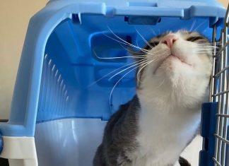 Manual da IATA designa normas para transporte aéreo de pets